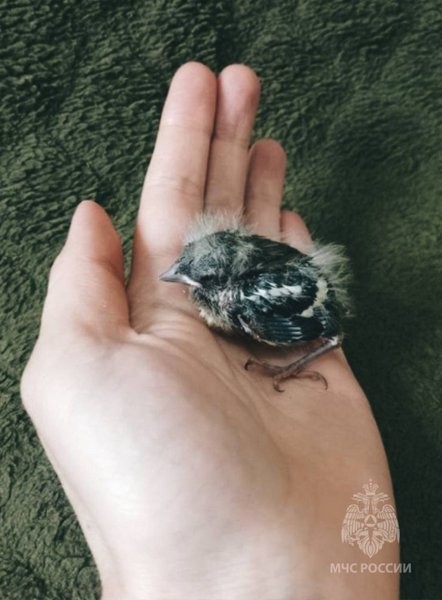 Заволжские пожарные спасли птенца фото 2