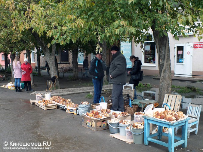 В Ивановской области в разгаре массовая «грибная охота» фото 15