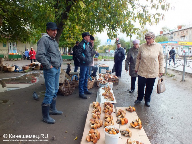 В Ивановской области в разгаре массовая «грибная охота» фото 4