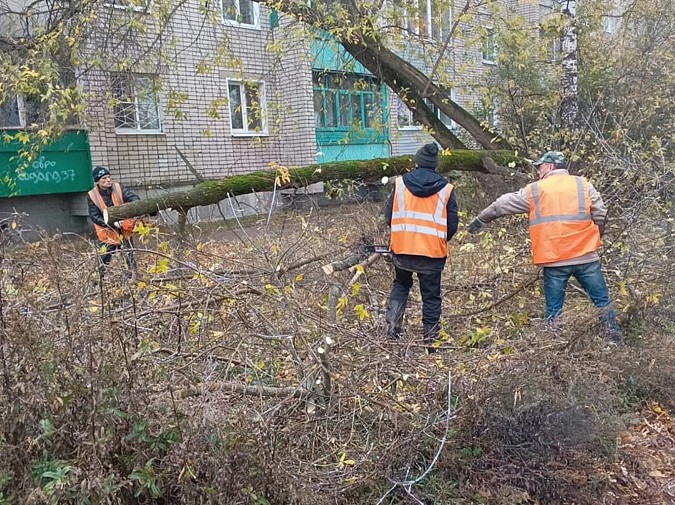 В Кинешме продолжается выпиловка аварийных деревьев фото 3