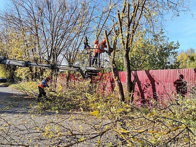 В Кинешме продолжается выпиловка аварийных деревьев фото 2