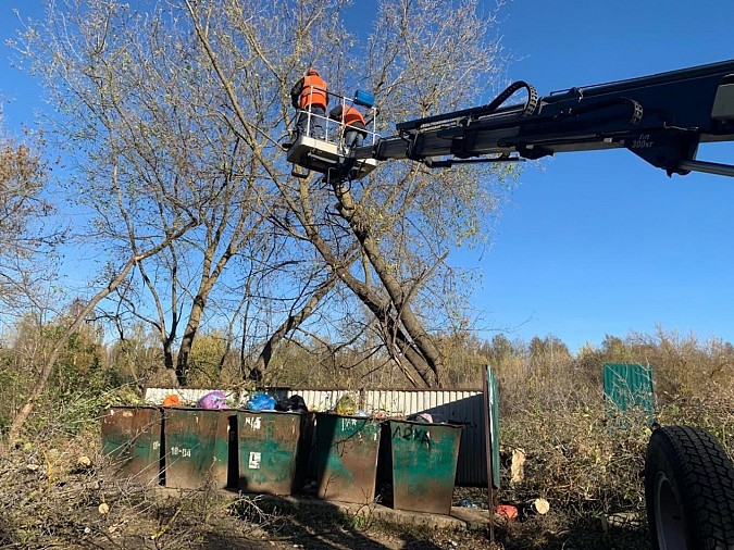 В Кинешме продолжается выпиловка аварийных деревьев фото 4