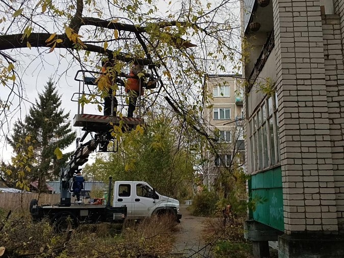 В Кинешме продолжается выпиловка аварийных деревьев фото 7