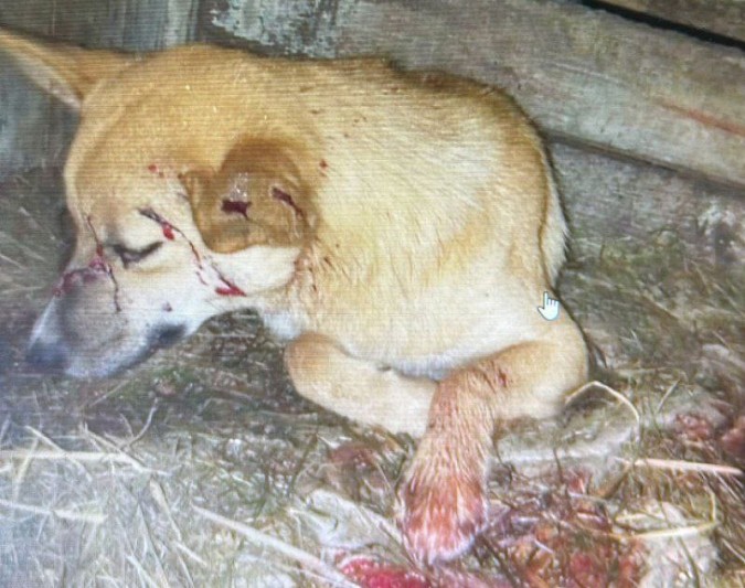 В Батманах Кинешемского района живодёры выкололи двум собакам глаза фото 2