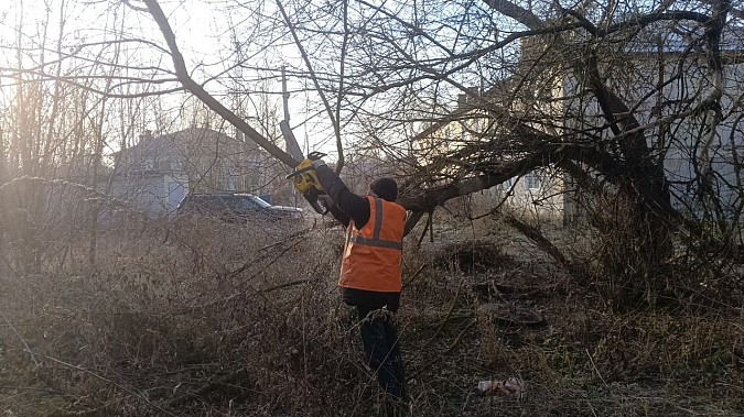 В «Сокольниках» вырубили несколько аварийных деревьев фото 2