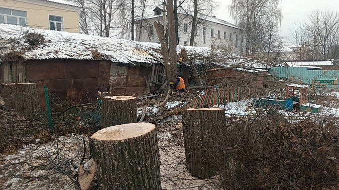За минувший месяц УГХ выпилены и кронированы десятки аварийных деревьев фото 5
