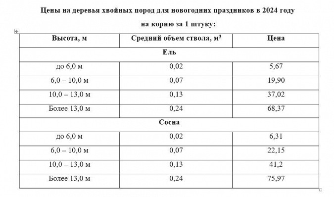 В Кинешемском лесничестве открылись продажи новогодних ёлок фото 2