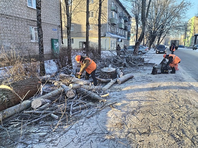В Кинешме продолжается выпиловка аварийных деревьев фото 3