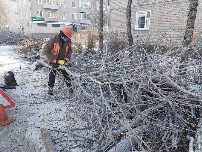 В Кинешме продолжается выпиловка аварийных деревьев фото 4