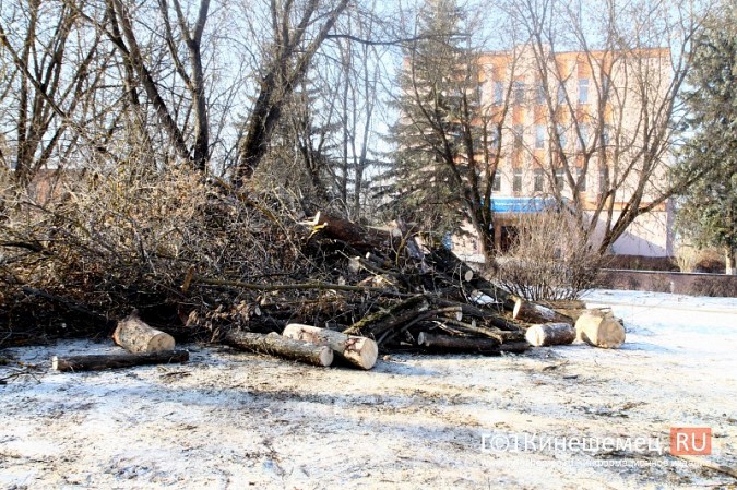 Возле гимназии им.А.Н.Островского частично спилили аварийные деревья фото 4