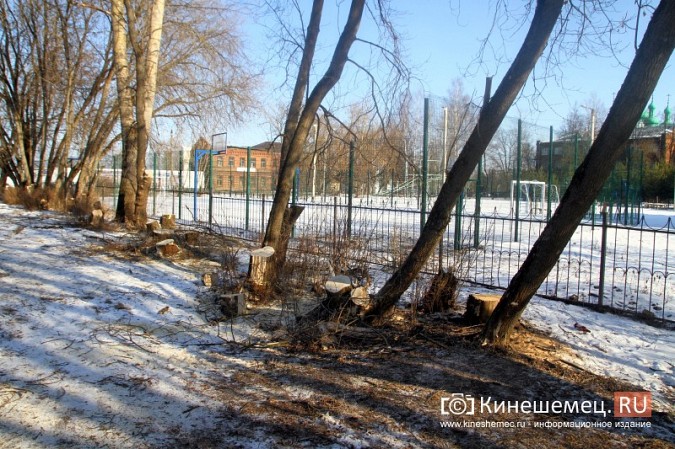 Возле гимназии им.А.Н.Островского частично спилили аварийные деревья фото 2