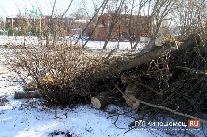 Возле гимназии им.А.Н.Островского частично спилили аварийные деревья фото 7