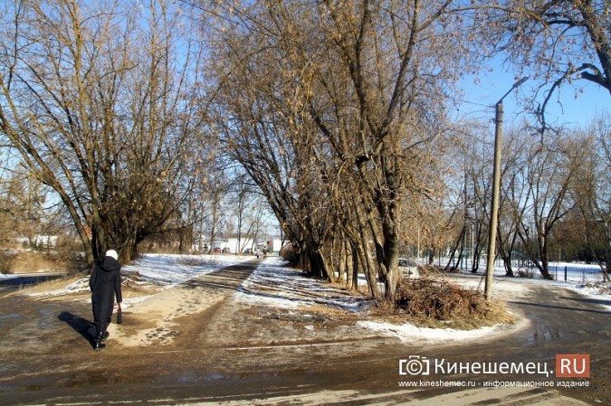 Возле гимназии им.А.Н.Островского частично спилили аварийные деревья фото 6
