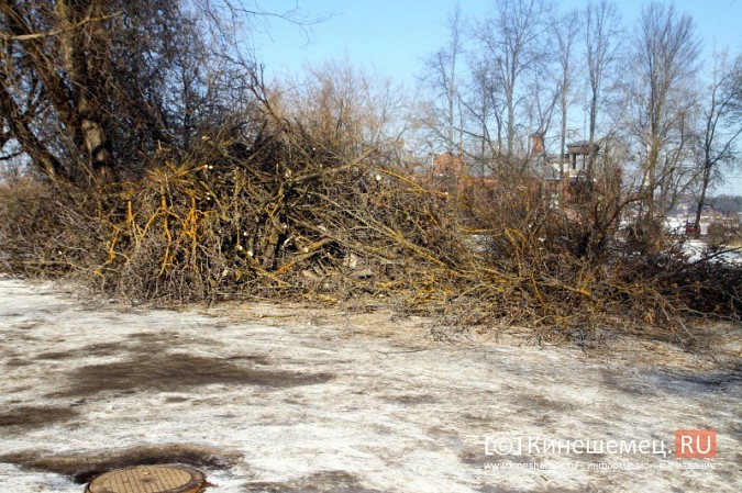 Возле гимназии им.А.Н.Островского частично спилили аварийные деревья фото 5