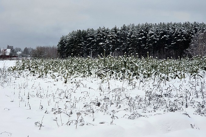 Собственников участков у земель лесного фонда предупреждают о пожарной безопасности фото 2