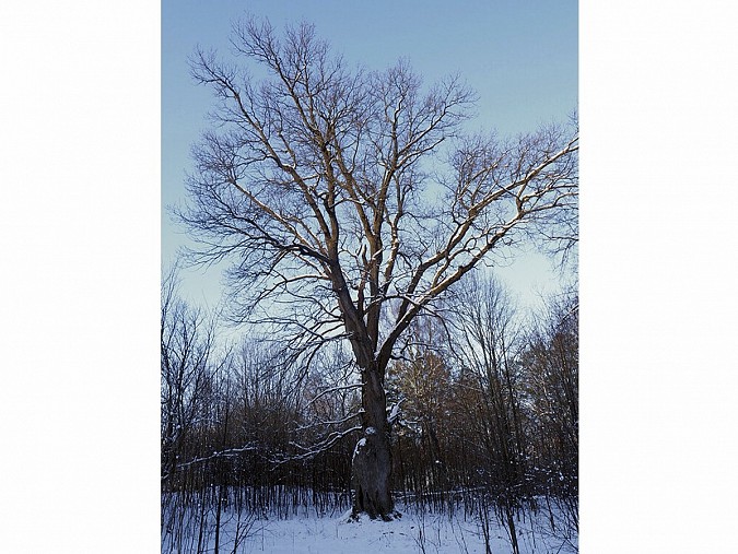 Дуб из Вичугского района представит регион на конкурсе «Российское дерево года – 2025» фото 2