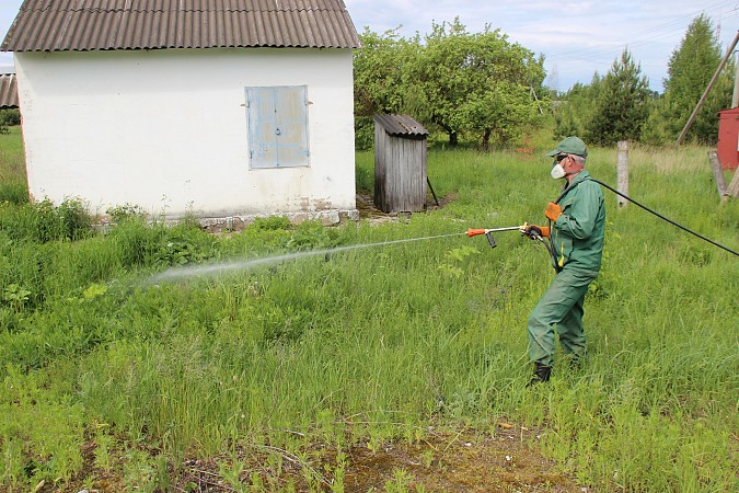 Кинешму зачищают от борщевика Сосновского фото 4
