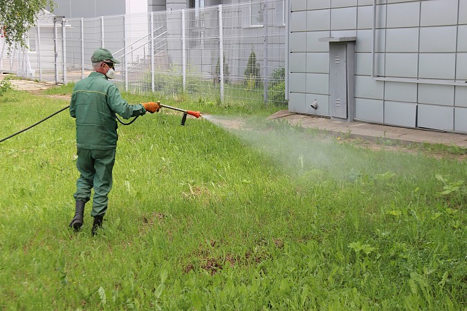 Кинешму зачищают от борщевика Сосновского фото 3