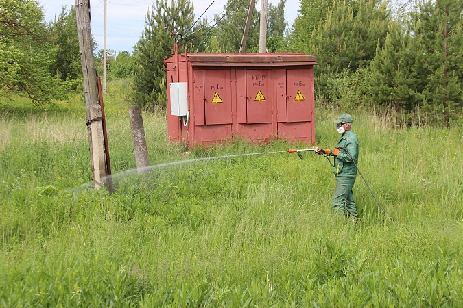 Кинешму зачищают от борщевика Сосновского фото 5