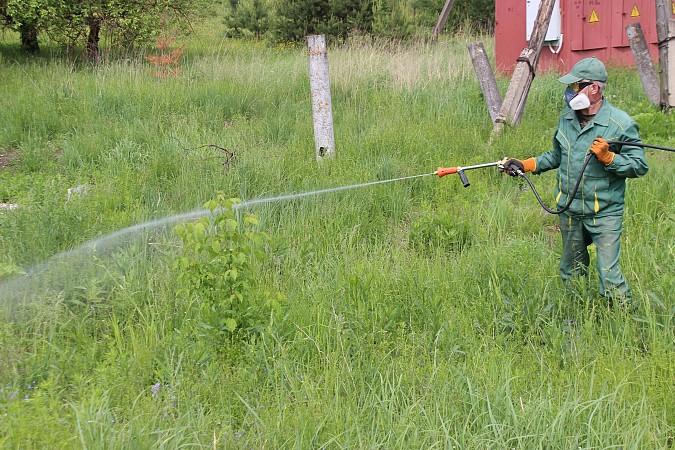 Кинешму зачищают от борщевика Сосновского фото 2