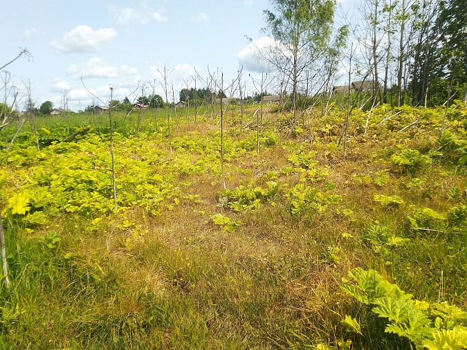 В Кинешемском районе завершился первый этап обработки от борщевика Сосновского фото 2