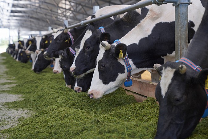 В 2025 году аграрии Ивановской области ввели четыре новые молочные фермы фото 3