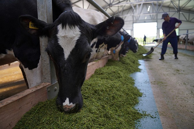 В 2025 году аграрии Ивановской области ввели четыре новые молочные фермы фото 6