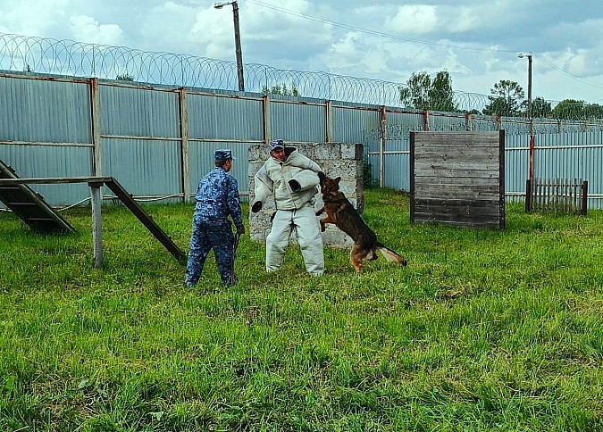 В кинешемской колонии №3 состоялись показательные выступления кинологов фото 5