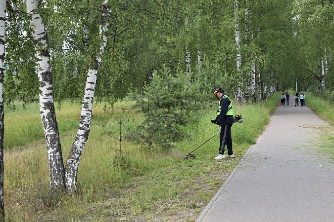 В Кинешме к покосу травы привлекли подрядную организацию фото 5