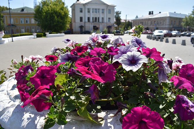 На кинешемских клумбах распустились более 13 тысяч цветов фото 2