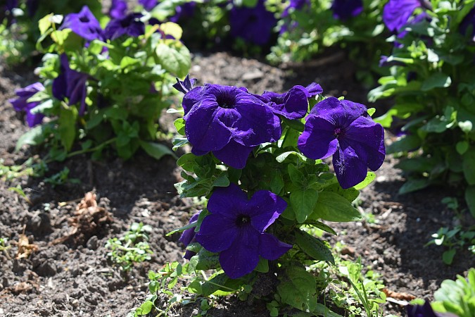 На кинешемских клумбах распустились более 13 тысяч цветов фото 6