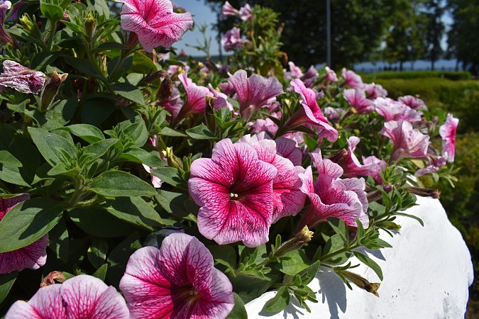 На кинешемских клумбах распустились более 13 тысяч цветов фото 7