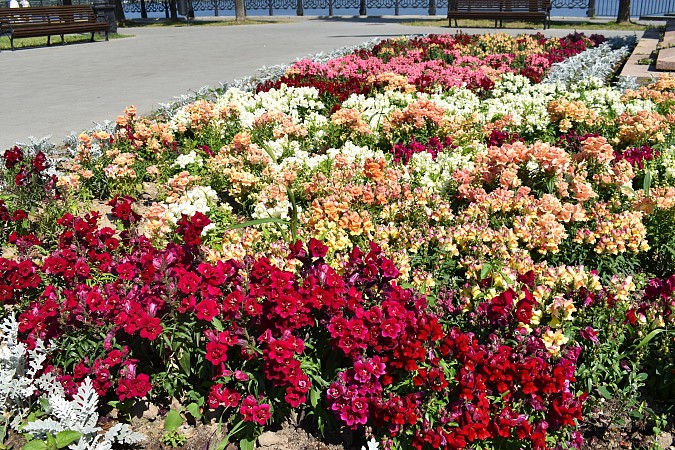 На кинешемских клумбах распустились более 13 тысяч цветов фото 8