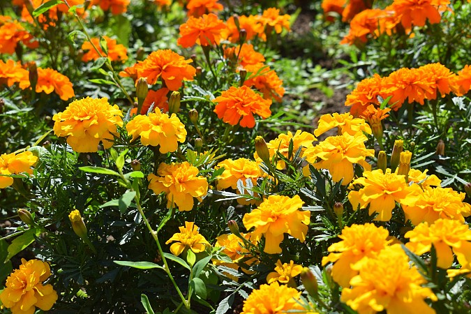 На кинешемских клумбах распустились более 13 тысяч цветов фото 3