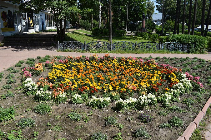 На кинешемских клумбах распустились более 13 тысяч цветов фото 4