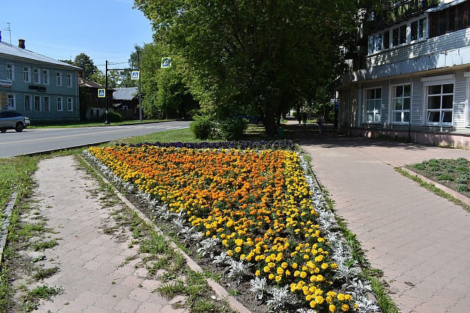 На кинешемских клумбах распустились более 13 тысяч цветов фото 5