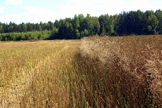 В Кинешемском районе началась заготовка кормов для скота фото 2