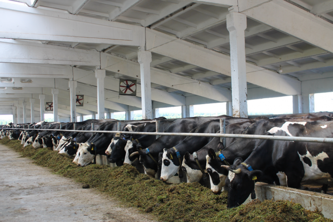 В Родниковском районе ввели в эксплуатацию молочный комплекс на 500 коров фото 4
