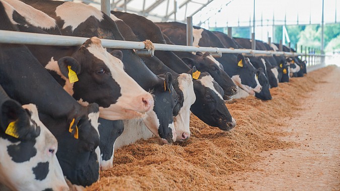 В Ивановской области выросло производство производство молочной продукции фото 2