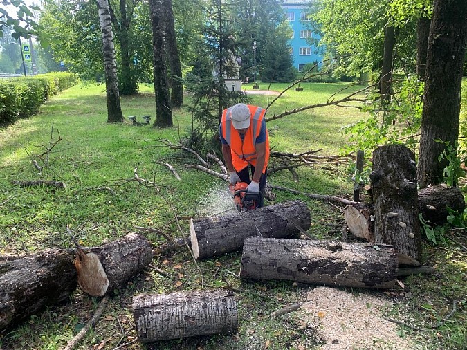 На улицах Льва Толстого и ул.Юрьевецкой спилили аварийные деревья фото 2