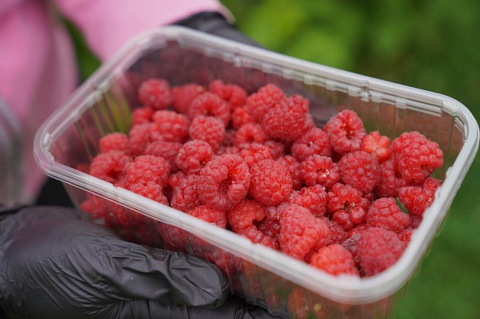 Площадь плодово-ягодных насаждений в регионе за последние годы увеличилась в 25 раз фото 3