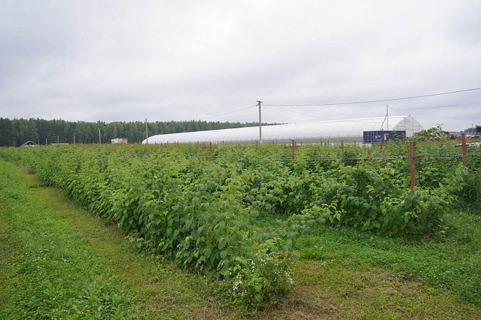 Площадь плодово-ягодных насаждений в регионе за последние годы увеличилась в 25 раз фото 4