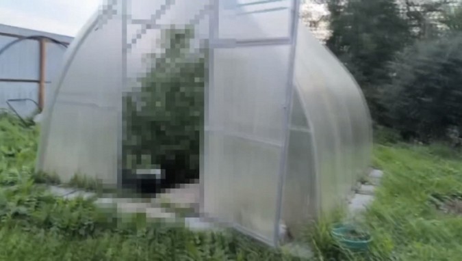 72-летний житель Кохмы выращивал на огороде коноплю фото 3