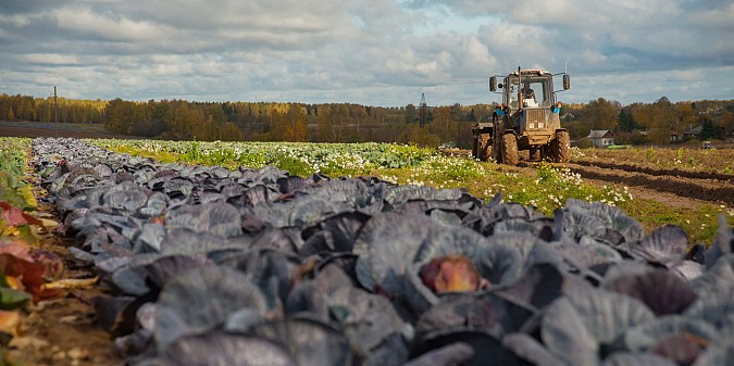 Ивановские аграрии собрали почти 5 тыс. тонн картофеля и овощей фото 2