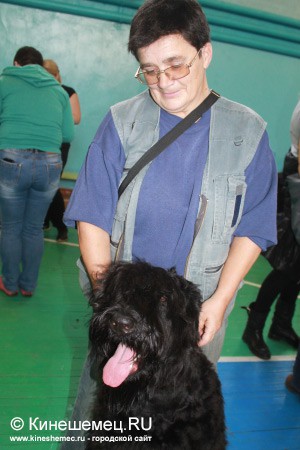 Всероссийская выставка собак прошла в Ивановской области фото 28
