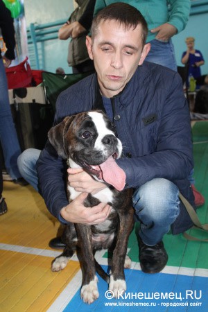 Всероссийская выставка собак прошла в Ивановской области фото 26