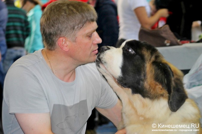 Всероссийская выставка собак прошла в Ивановской области фото 30