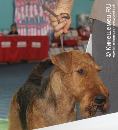 Всероссийская выставка собак прошла в Ивановской области фото 13