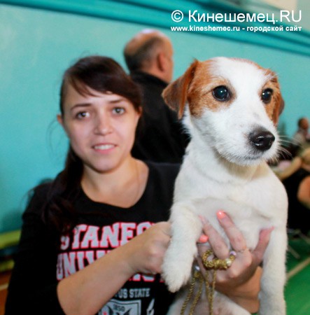 Всероссийская выставка собак прошла в Ивановской области фото 12