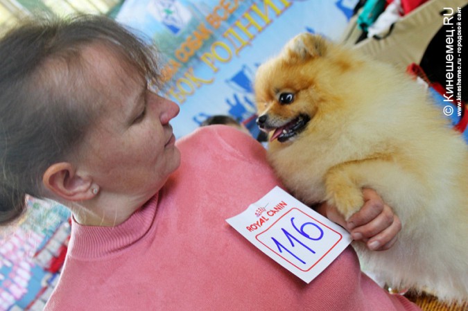 Всероссийская выставка собак прошла в Ивановской области фото 9